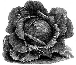 Early Bleichfeld Cabbage.