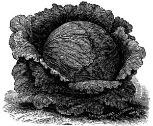 The Reynolds Early Cabbage.