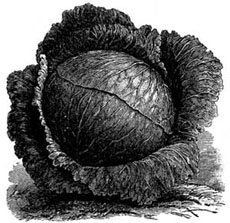 Early Deep-Head Cabbage.