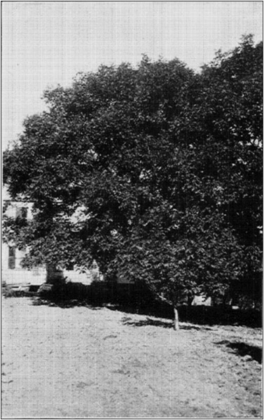 Thirty Year Old Parent English Walnut Trees In
Background, Young Bearing Tree in Front