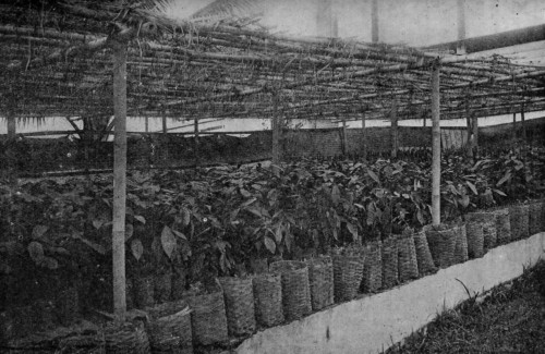 NURSERY, WITH THE YOUNG CACAO PLANTS IN BASKETS, JAVA.
(Reproduced from van Hall's _Cocoa_,
by permission of Messrs. Macmillan & Co.).