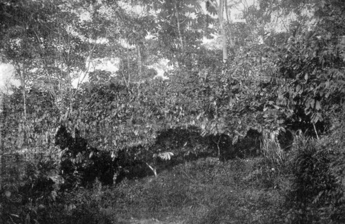 CACAO TREES, SHADED BY BOIS IMMORTEL, TRINIDAD.
