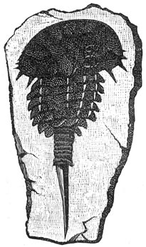 Fig. 130. Schaaldier uit het devonische tijdperk. Hemiaspis limuloïdes.
