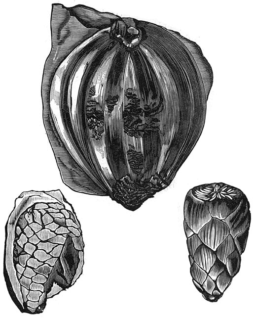 Fig. 193. Versteende cycadeënvruchten.