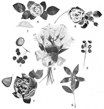 A. AMERICAN BEAUTY ROSE WITH DETAIL. B. RIBBON ROSE. C.
CHERRIES WITH DETAIL. D. ORCHIDS WITH LILIES OF THE VALLEY. E. RAISINS.
F. WIRED ROSE WITH DETAIL. G. POINSETTIA.
