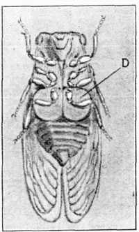 Fig. 3.—Cicada, showing "drums" (marked D), magnified.