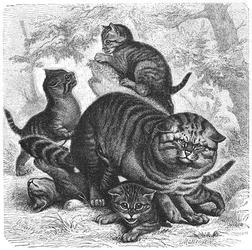Wilde Kat (Felis catus). ⅕ v. d. ware grootte.