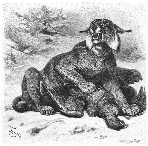 Los (Lynx vulgaris). 1/10 v. d. ware grootte.