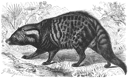 Afrikaansche Civetkat (Viverra civetta). ⅙ v. d. ware grootte.