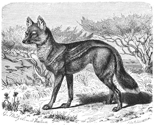 Gestreepte Wolf (Canis adustus). ⅛ v. d. ware grootte.