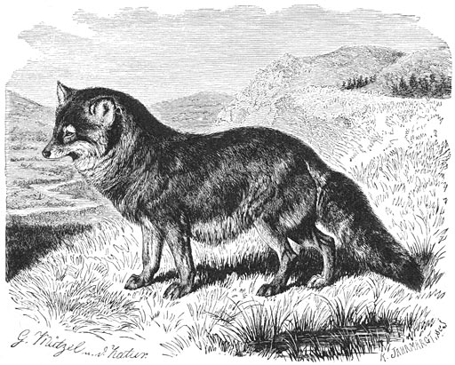Huilwolf (Canus latrans). 1/9 v. d. ware grootte.