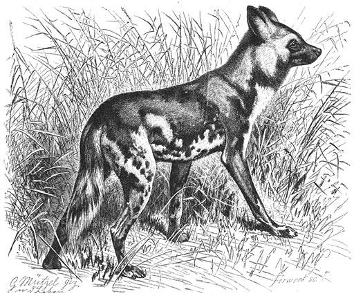 Hyenahond (Canis pictus). 1/10 v. d. ware grootte.