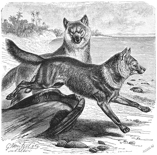 Adjag (Canis rutilans). 1/7 v. d. ware grootte.