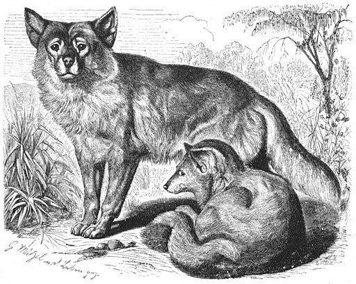 Dingo (Canis dingo) ⅛ v. d. ware grootte.