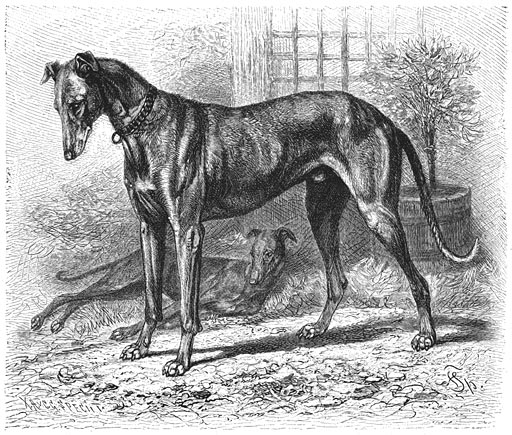 Windhond (Canis familiaris grajus). 1/10 v. d. ware grootte.