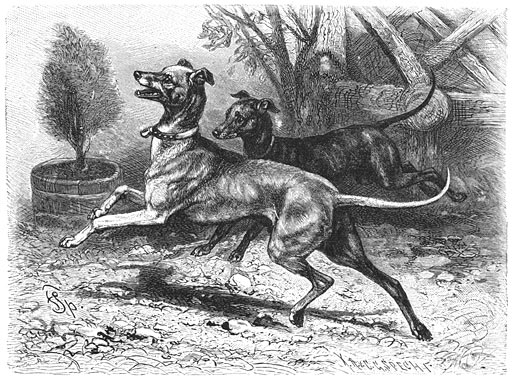 Italiaansche Windhond (Canis familiaris grajus italicus). 1/9 v. d. ware grootte.