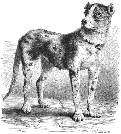 Deensche Hond (Canis familiaris molossus danicus). 1/10 v. d. ware grootte.