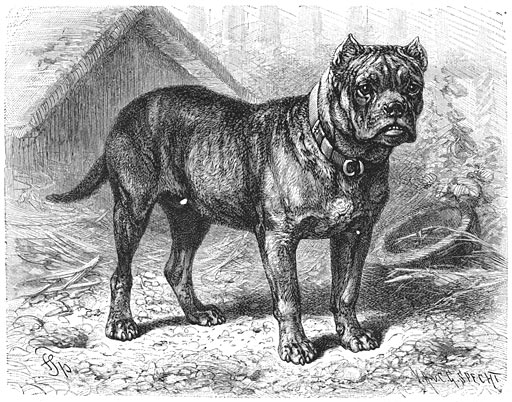 Bullenbĳter (Canis familiaris molossus hibernicus). ⅛ v. d. ware grootte.