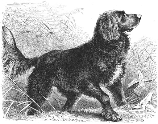 Staande Hond (Canis familiaris sagax avicularius). Langharig ras. ⅛ v. d. ware grootte.