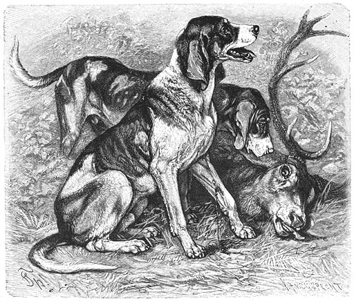 Hertenhond (Canis familiaris sagax acceptorius). 1/10 v. d. ware grootte.