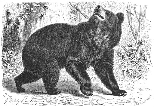 Baribal (Ursus americanus). 1/10 v. d. ware grootte.