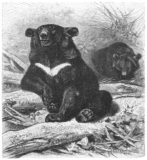 Kraag-beer (Ursus torquatus). 1/15 v. d. ware grootte.