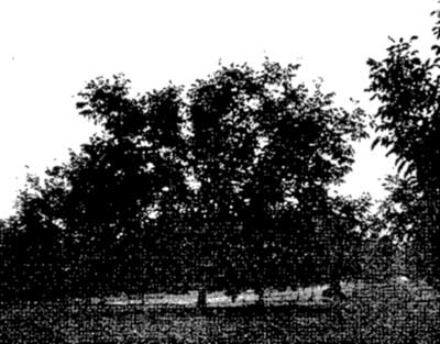 View of a Yamhill Orchard