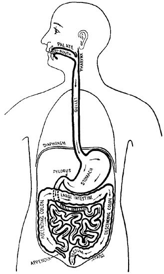 diagram of  digestive system of grasshopper
