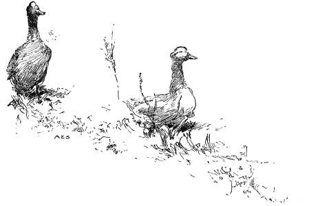 Two more geese, strolling in the grass across the bottom of the page.