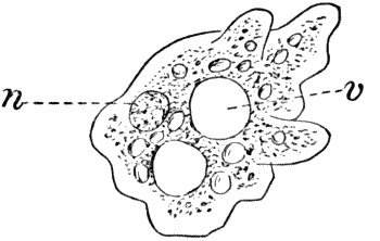 Fig. 2.