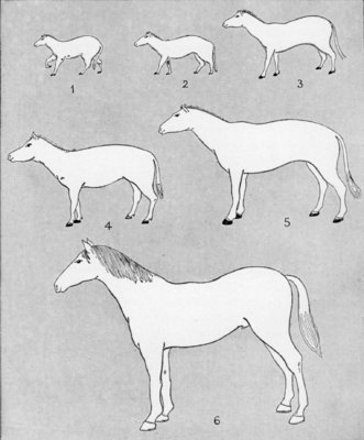 SIX STAGES IN THE EVOLUTION OF THE HORSE, SHOWING GRADUAL INCREASE IN SIZE