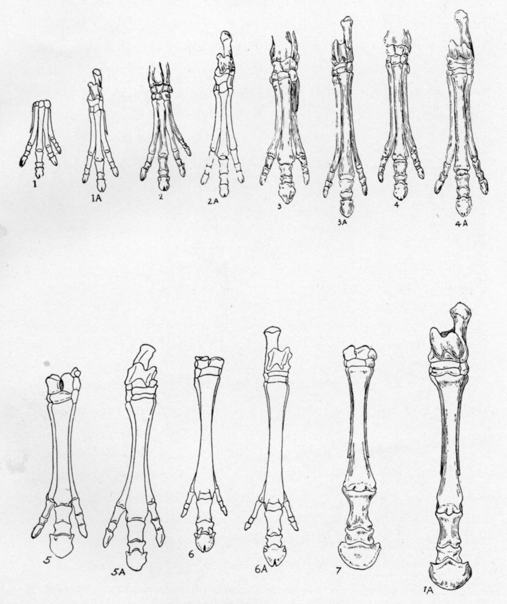 Horse Gaits Diagram