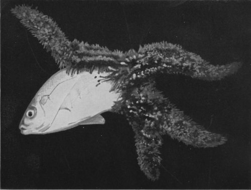 A PHOTOGRAPH SHOWING A STARFISH (Asterias Forreri) WHICH HAS CAPTURED A LARGE FISH
