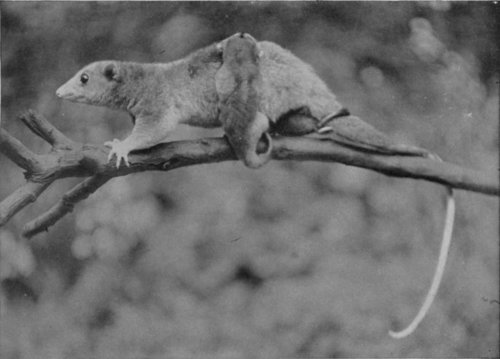 WOOLLY OPOSSUM CARRYING HER FAMILY