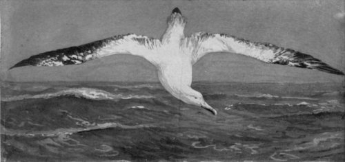 ALBATROSS: A CHARACTERISTIC PELAGIC BIRD OF THE SOUTHERN SEA