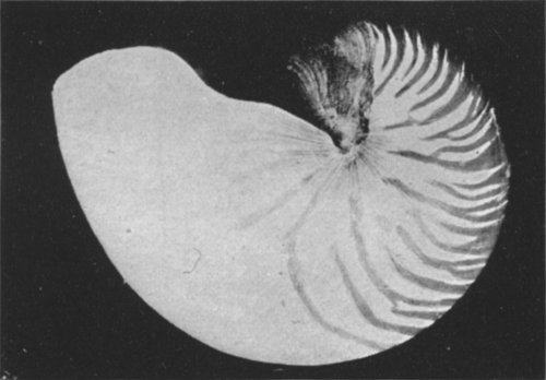 PHOTOGRAPH OF THE ENTIRE SHELL OF THE PEARLY NAUTILUS