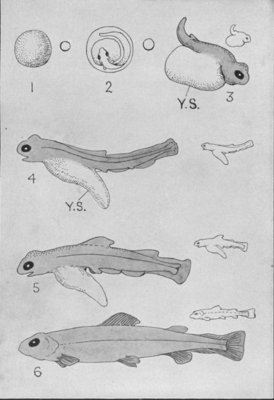 EARLY LIFE-HISTORY OF THE SALMON