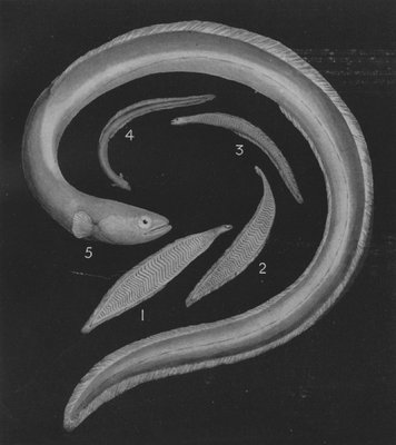 DIAGRAM OF THE LIFE HISTORY OF THE COMMON EEL (Anguilla Vulgalis)
