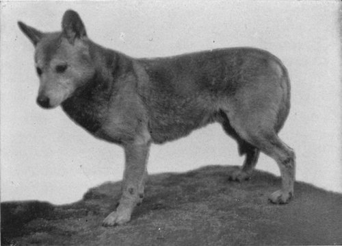 THE DINGO OR WILD DOG OF AUSTRALIA, PERHAPS AN INDIGENOUS WILD SPECIES, PERHAPS A DOMESTICATED DOG THAT HAS GONE WILD OR FERAL