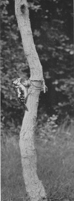 WOODPECKER, HAMMERING AT A COTTON-REEL, ATTACHED TO A TREE