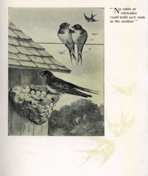 "'No robin or chickadee could build such nests as the swallow'"