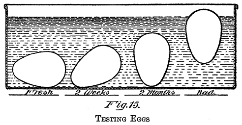 Fig. 15. Testing Eggs