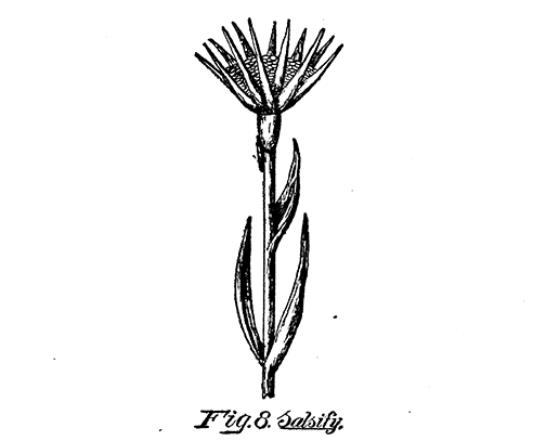 Fig. 8. Salsify.
