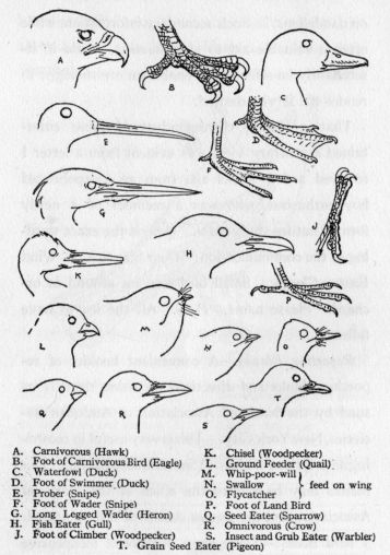 Heads and feet of various birds