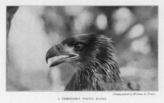 A ferocious young eagle