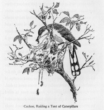 Cuckoo, Raiding a Tent of Caterpillars