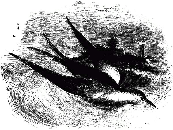 The Sea-Swallow.