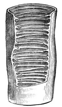 Interior of small intestine.