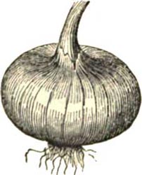 Wethersfield Large Red Onion.
