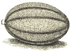 Large Netted Musk-melon.